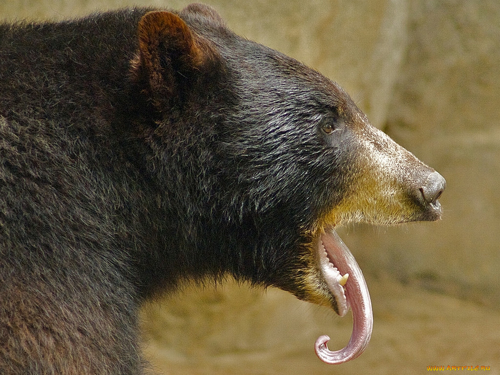 He bear. Барибал, или черный медведь. Медведь с длинным носом. Язык медведя. Медведь Гризли огромный черный.